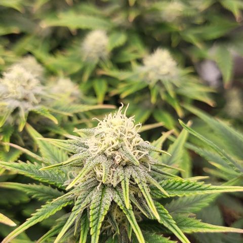 Gorilla Cookies #1 growlog timeline photo