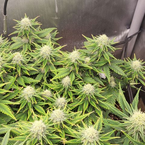 Gorilla Cookies #1 growlog timeline photo