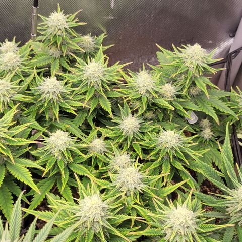Gorilla Cookies #1 growlog timeline photo