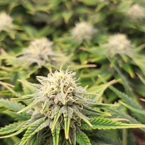 Gorilla Cookies #1 growlog timeline photo