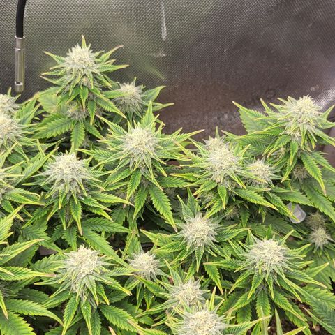 Gorilla Cookies #1 growlog timeline photo
