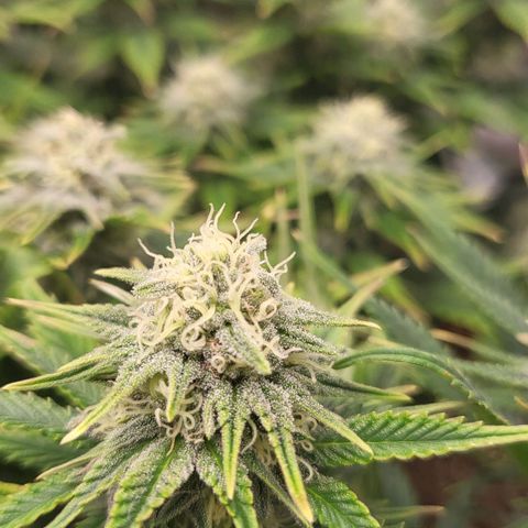 Gorilla Cookies #1 growlog timeline photo