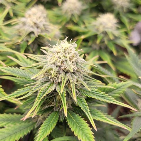 Gorilla Cookies #1 growlog timeline photo