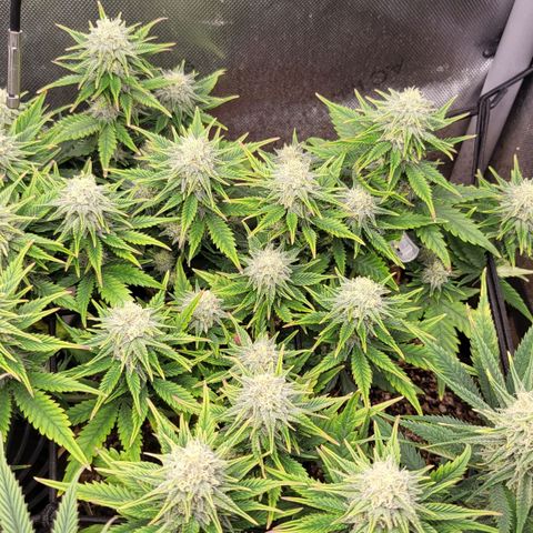 Gorilla Cookies #1 growlog timeline photo