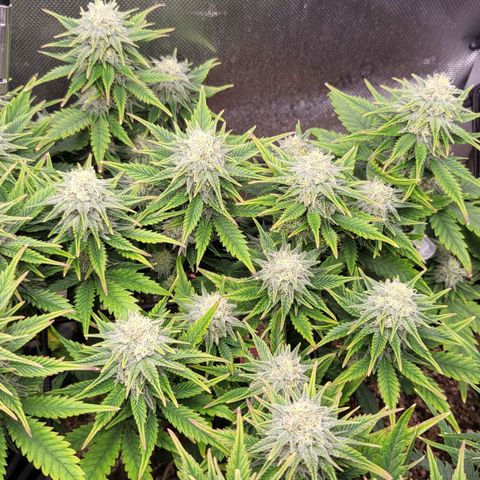 Gorilla Cookies #1 growlog timeline photo