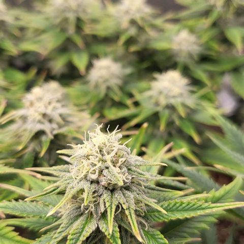 Gorilla Cookies #1 growlog timeline photo