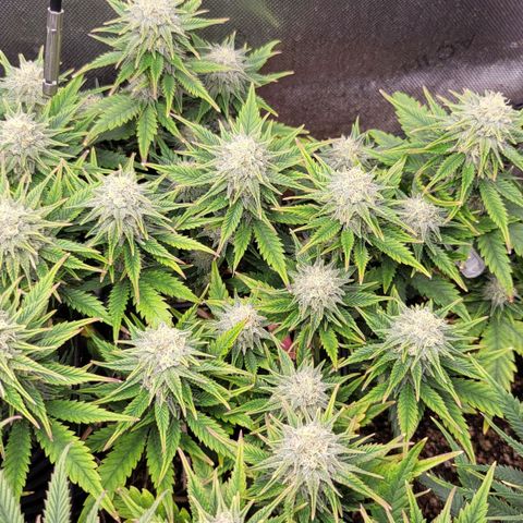 Gorilla Cookies #1 growlog timeline photo