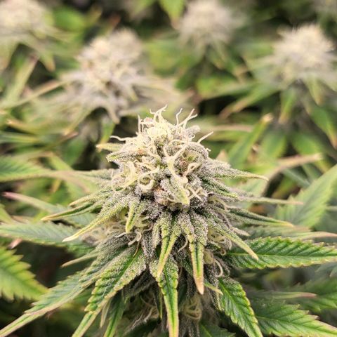 Gorilla Cookies #1 growlog timeline photo