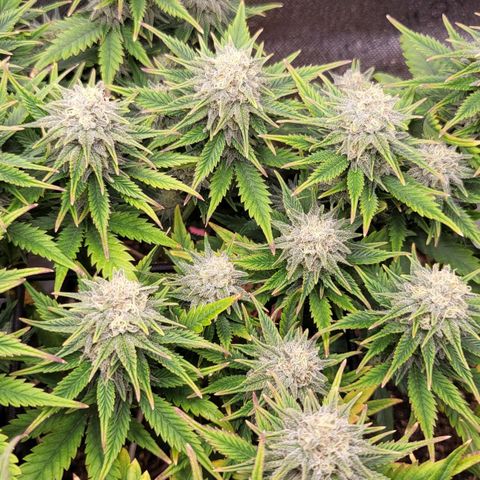 Gorilla Cookies #1 growlog timeline photo