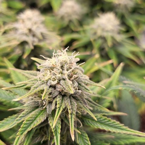Gorilla Cookies #1 growlog timeline photo