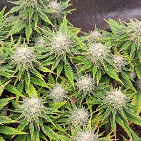 Gorilla Cookies #1 growlog timeline photo