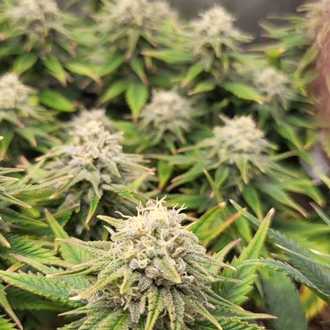 Gorilla Cookies #1 growlog timeline photo