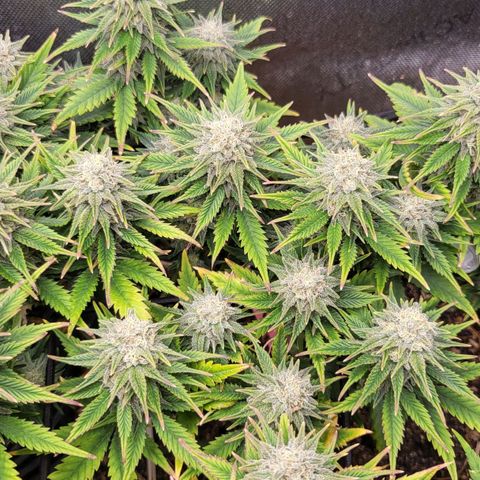 Gorilla Cookies #1 growlog timeline photo