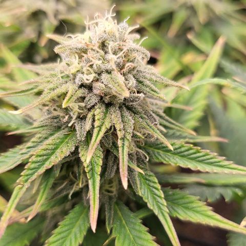 Gorilla Cookies #1 growlog timeline photo