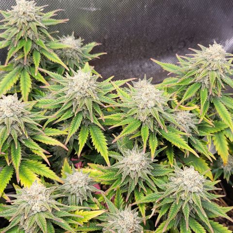 Gorilla Cookies #1 growlog timeline photo