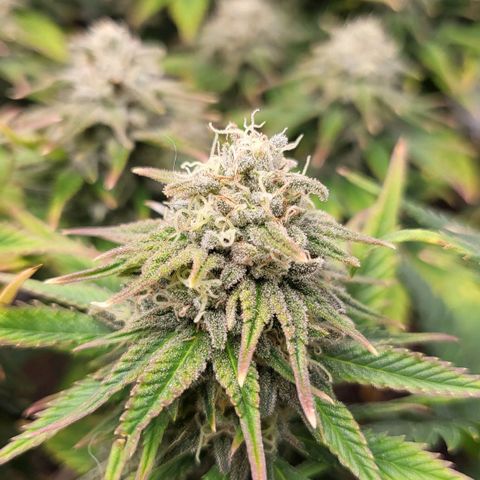 Gorilla Cookies #1 growlog timeline photo