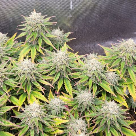 Gorilla Cookies #1 growlog timeline photo