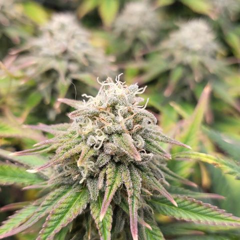 Gorilla Cookies #1 growlog timeline photo