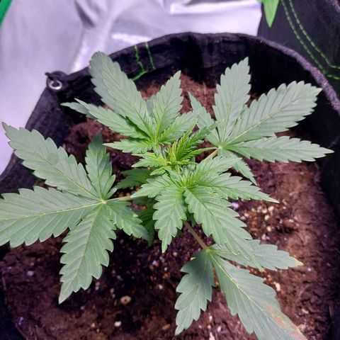 North Thunderfuck growlog photo: Chemical burn.