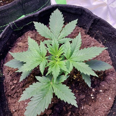 North Thunderfuck growlog timeline photo
