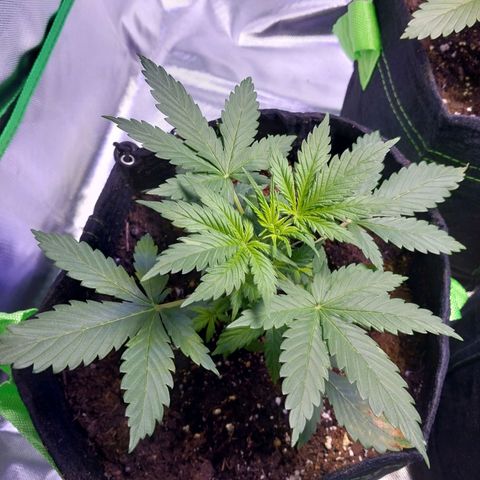 North Thunderfuck growlog timeline photo