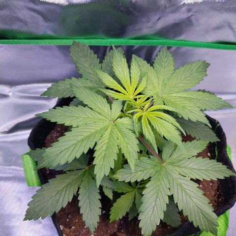 North Thunderfuck growlog photo: Definitely the biggest of the 3, relieves same love so idk why this one's just feeling its self, 🤷‍♀️stay beautiful love bug 🥰