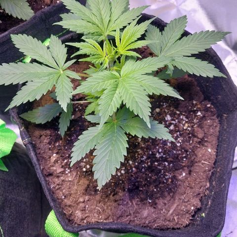 North Thunderfuck growlog photo: Very slightly smaller than the other 2 and struggling with this lean. 🤔 adding extra support.