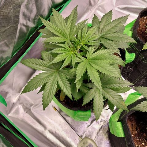 North Thunderfuck growlog timeline photo