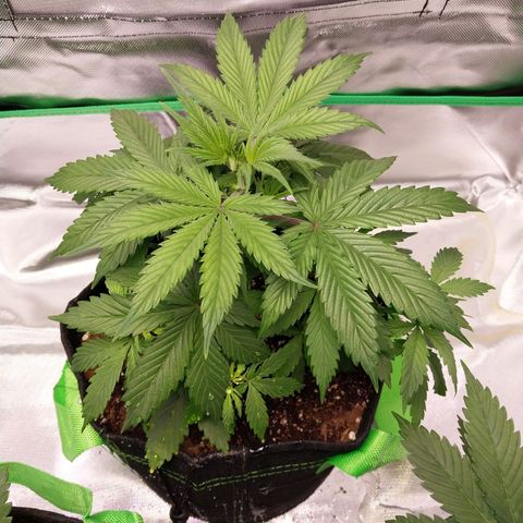 North Thunderfuck growlog timeline photo