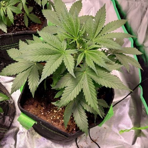 North Thunderfuck growlog timeline photo