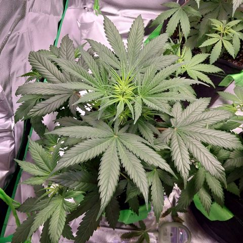 North Thunderfuck growlog timeline photo
