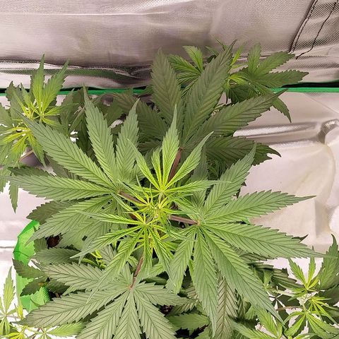 North Thunderfuck growlog timeline photo