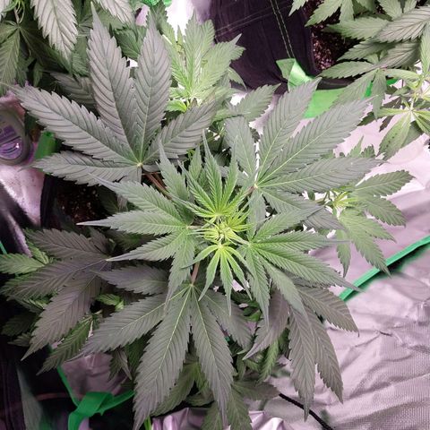 North Thunderfuck growlog timeline photo