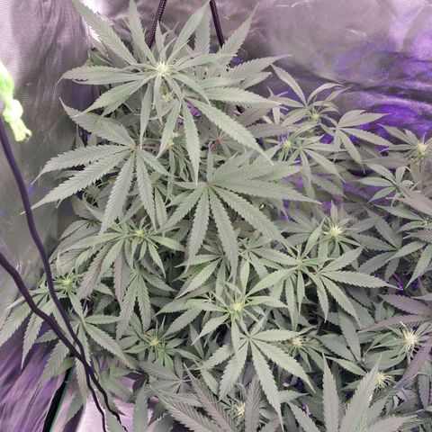 North Thunderfuck growlog timeline photo