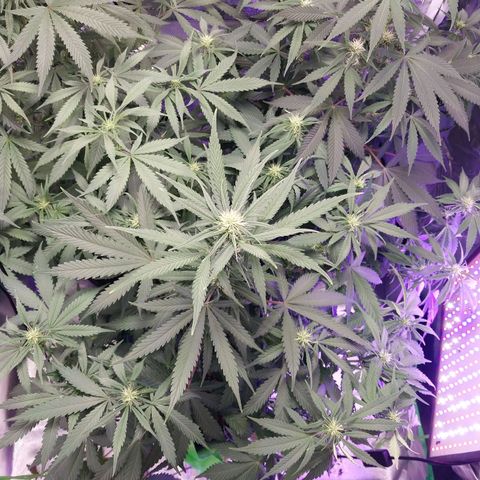 North Thunderfuck growlog timeline photo