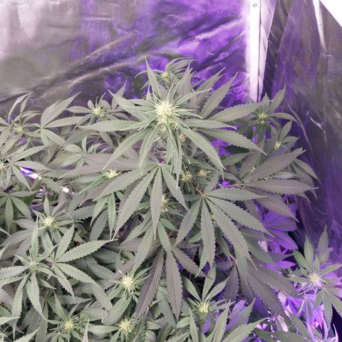 North Thunderfuck growlog timeline photo