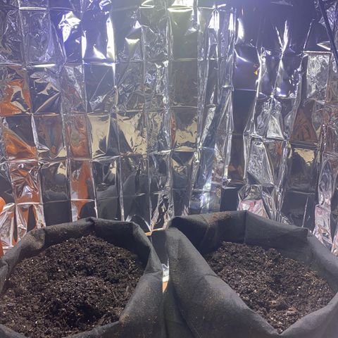 Apple Fritter Auto  growlog timeline photo