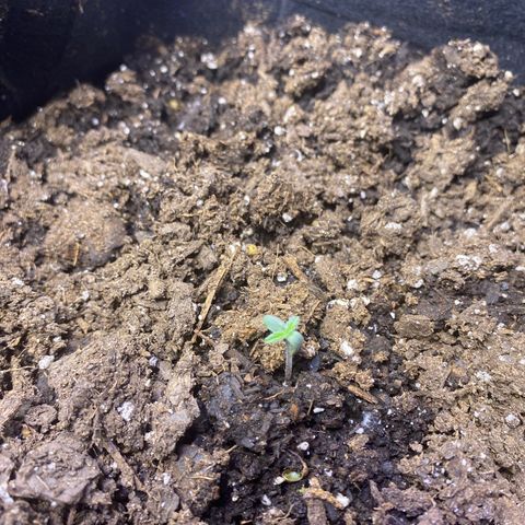 Apple Fritter Auto  growlog timeline photo