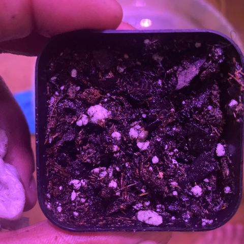 Grandmommy Purple growlog timeline photo