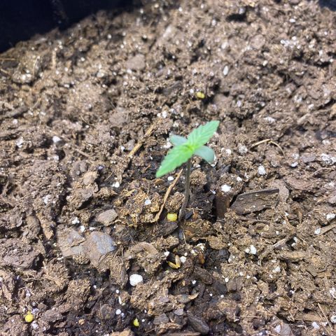 Apple Fritter Auto  growlog timeline photo