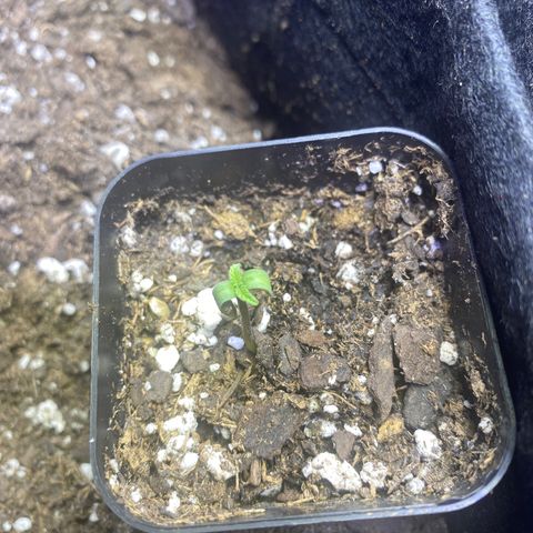 Grandmommy Purple growlog timeline photo