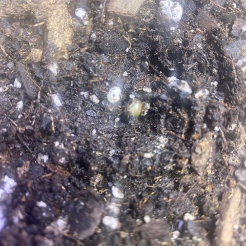Blackberry Gum Autoflower growlog photo: Hope it's not another dud. It should have opened already 🤦🏾‍♀️