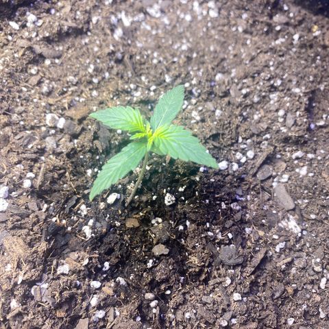 Apple Fritter Auto  growlog timeline photo