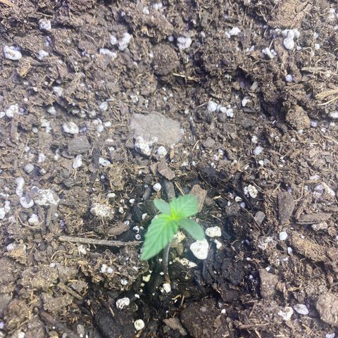 Blackberry Gum Autoflower growlog timeline photo