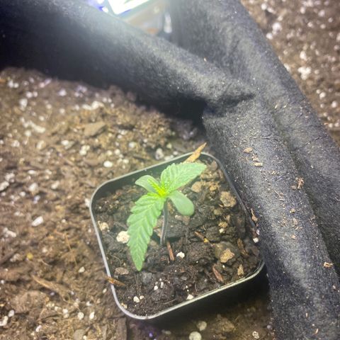 Grandmommy Purple growlog timeline photo