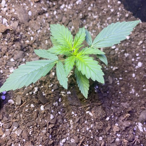 Apple Fritter Auto  growlog timeline photo