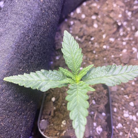 Grandmommy Purple growlog timeline photo