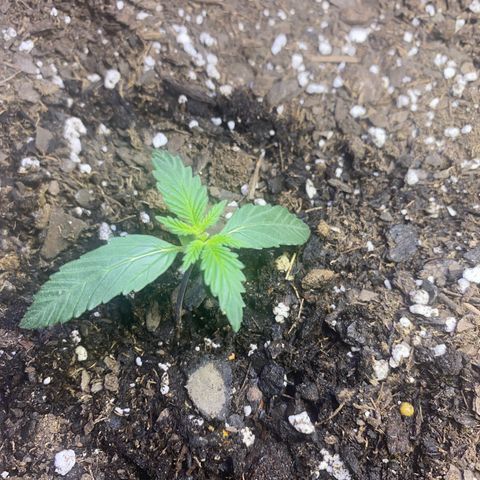 Blackberry Gum Autoflower growlog timeline photo