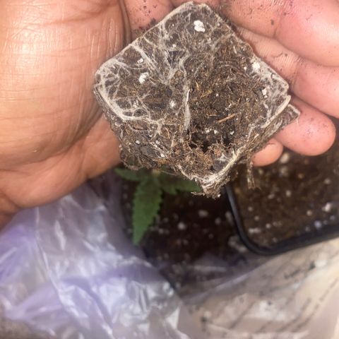 Grandmommy Purple growlog timeline photo