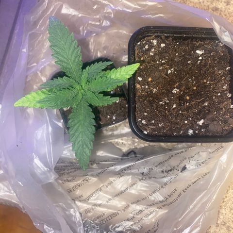 Grandmommy Purple growlog timeline photo